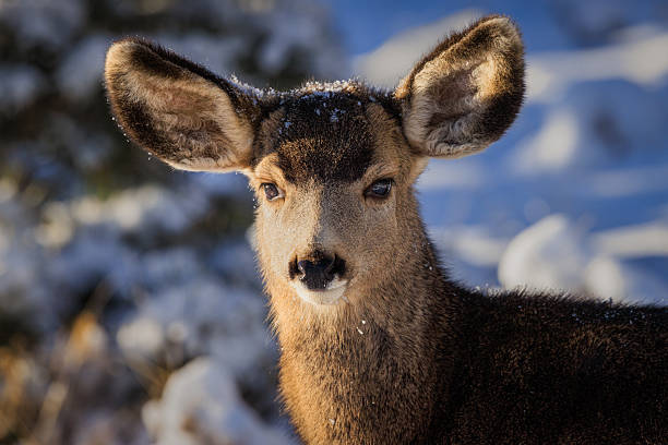 istock Fawn in the Snow and Early Morning Light 2245048633