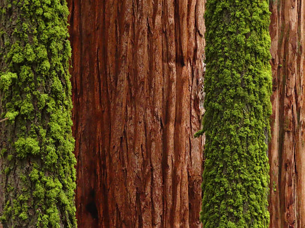 Redwood Sequoia Trees and Lichen Trees Background