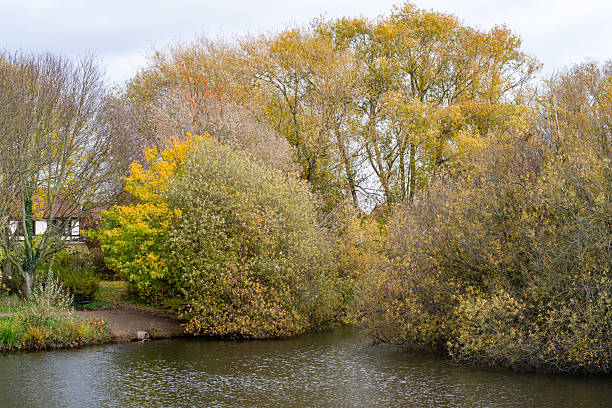 istock Trees in autumn color at our local pond. 2245049091