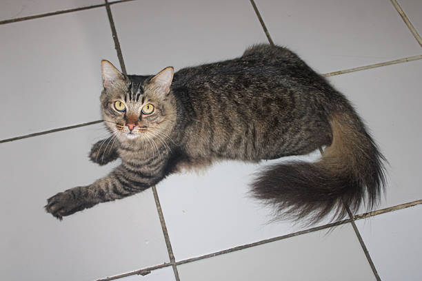 istock Fluffy Striped Tabby Cat Lying on White Floor 2245049225