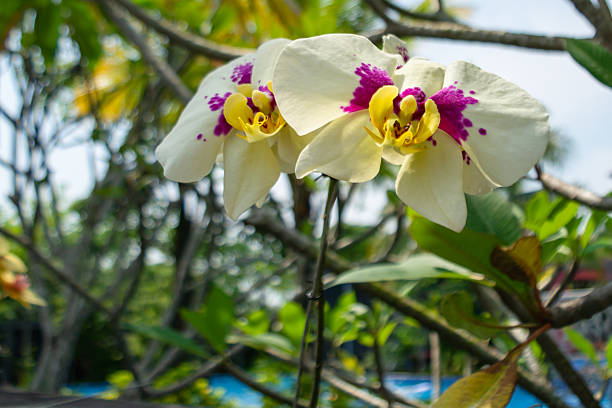 Bloom of purple-pink orchids.