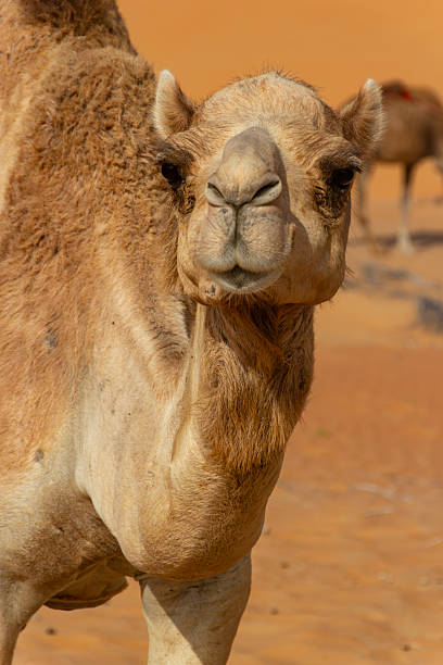 istock A majestic dromedary camel with a thick coat stands in the sandy Liwa Desert 2245052607
