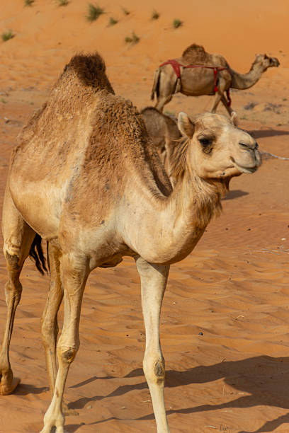 istock A majestic dromedary camel with a thick coat stands in the sandy Liwa Desert 2245052609