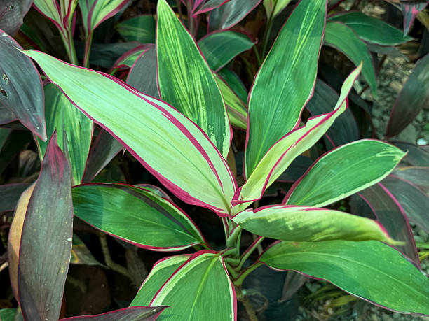 istock A plant with green leaves and red stripes 2245054575