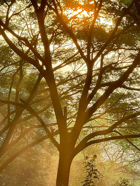 istock A tree with leaves is in the foreground and the sun is shining on it 2245054685