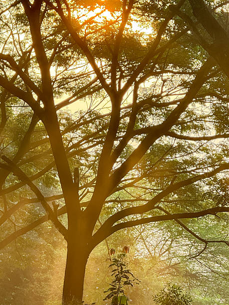 istock A tree with leaves is in the foreground and the sun is shining on it 2245054687