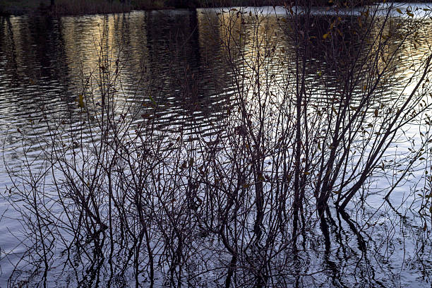 Atmospheric close-up of bare, dark branches partially submerged in rippled water. The surface reflects the surrounding light and dark shapes. The image captures a moody, cold feeling of late autumn or winter, focusing on texture, silhouette, and the water surface pattern.