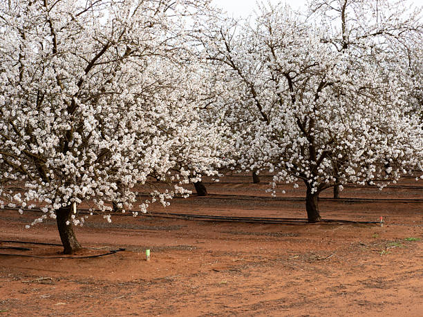 Almond (Prunus dulcis) orchard with ripening fruit on trees and fame worker mowing grasses between trees.