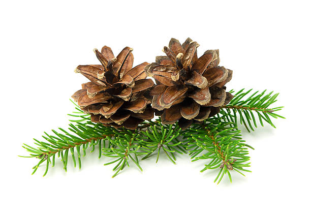 istock Festive fir branches and cones in a Christmas composition, isolated on a white background with shadow for decoration projects. 2245058319