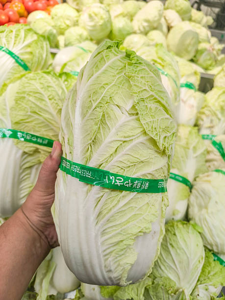 Holding Fresh Napa Cabbage