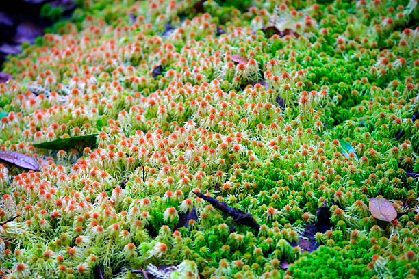 istock Lush Green Moss with Vibrant Orange Tips in Natural Forest Setting 2245059685