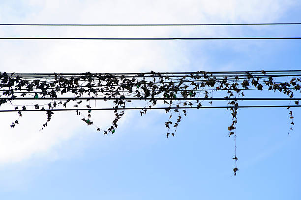 Ivy Vines Cascading Over Power Lines Against a Blue Sky