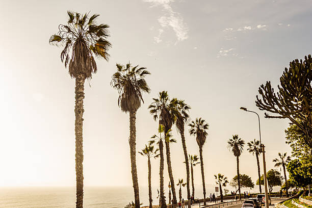 istock Palm trees at golden hour, Barranco District - Lima 2245060204