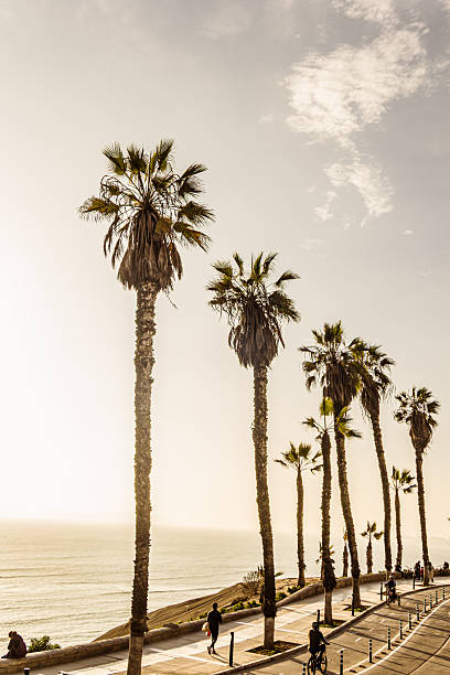 istock Palm trees at golden hour, Barranco District - Lima 2245060206