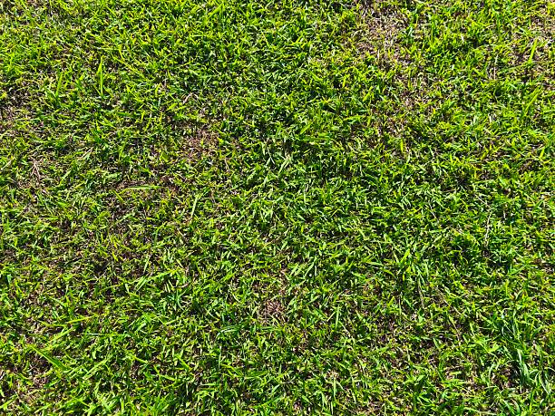 The garden lawn has been tidied.