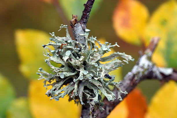 The lichen Evernia prunastri in an autumnal beech forest in Estella, Navarre, Spain