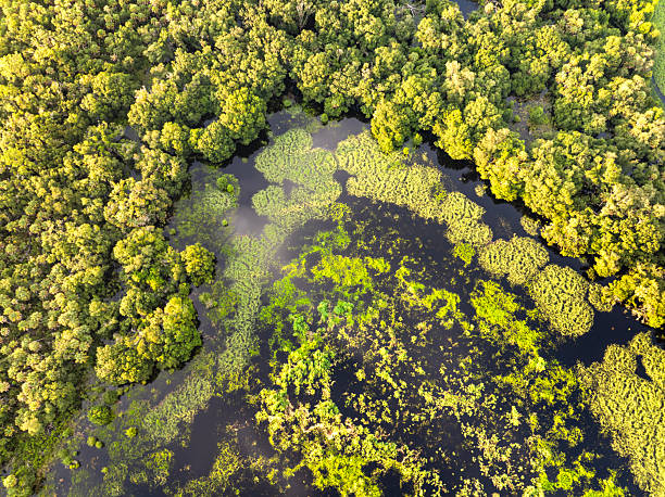 istock Florida wetlands with water between green wild vegetation. Tropical ecosystem at sunset 2245063772