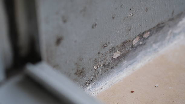 istock Black mold on a corner wall at apartment room. 2245065874
