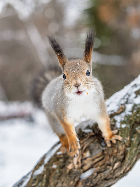 istock Squirrel in winter sits on a tree trunk with snow in winter. 2245066166