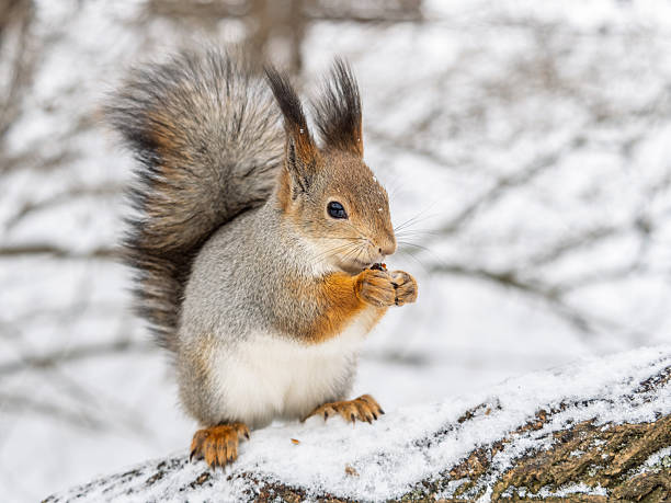 istock The squirrel with nut sits on tree in the winter or late autumn. 2245066170