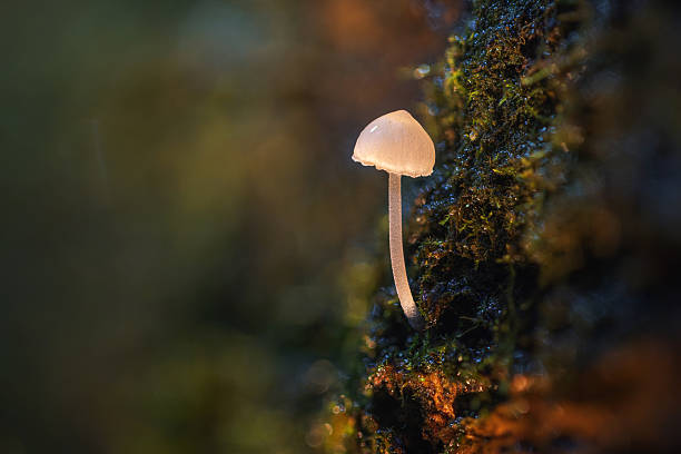 A tiny, pale mushroom sprouts from mossy wood, set against a moody, blurred background. The scene evokes quiet forest moments, growth, and the beauty of nature in gentle light.
