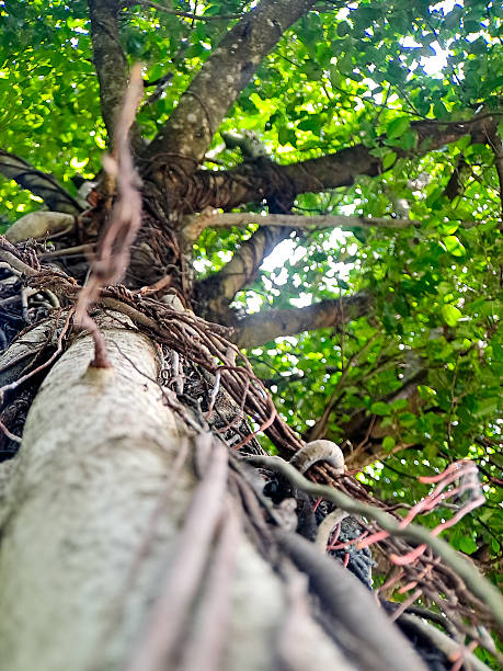 Majestic tree reaching skyward through vibrant green leaves and complex root system formation view.