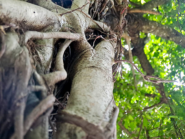 istock Looking up into a tree with intertwining roots and green foliage, evoking nature's organic beauty. 2245066790