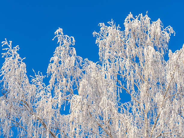 Tree branches in winter covered with snow and frost in snowfall on blue sky background. Frozen tree branches. Snow covered branches in winter forest. Magic white background.