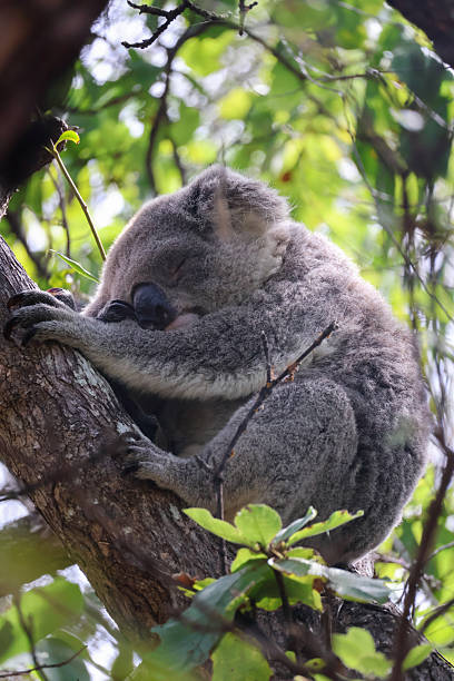 istock Sleeping koala resting on a tree branch in its natural habitat 2245068900