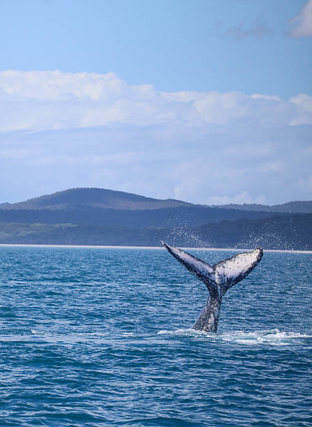 A humpback whale (Megaptera novaeangliae) lifting its tail above the water near the coastline.