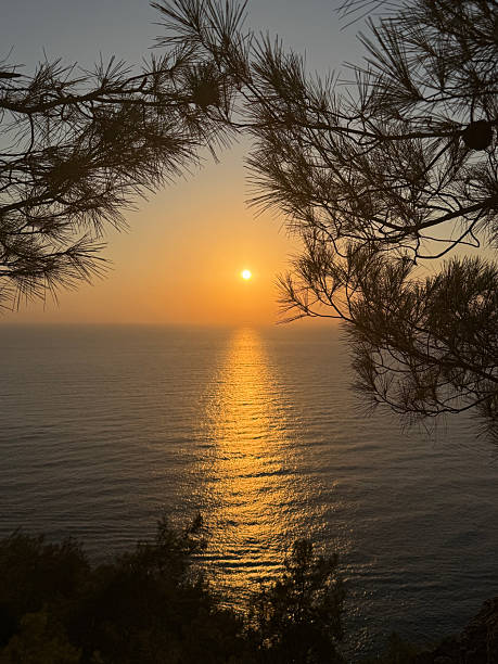 istock coniferous forest on the seashore, calm sunset 2245070780