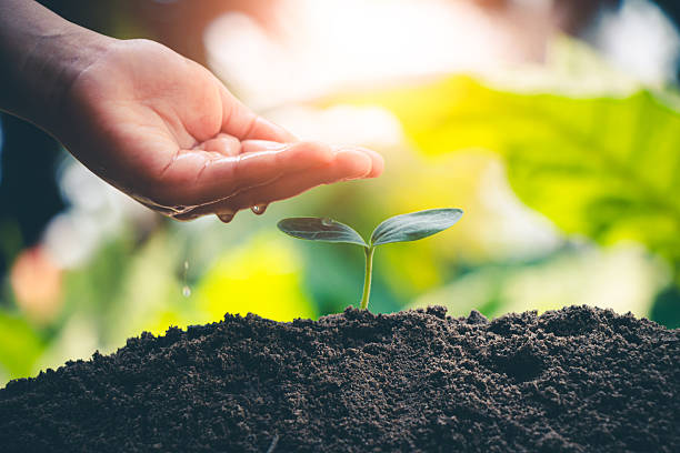 istock Tree seedlings planted in soil and watered by farmers. 2245070892
