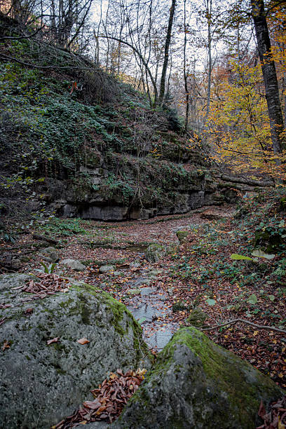 istock A beautiful magical forest in autumn 2245074228