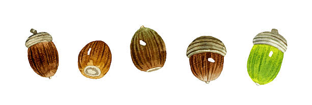 istock Acorn Set. Hand-painted watercolor illustrations of autumn plants. 2245074399