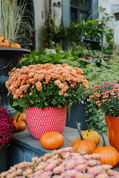 istock Orange mums and mini pumpkins arranged outdoors on steps with green plants 2245074507