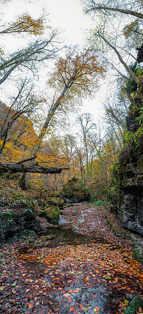 istock A beautiful magical forest in autumn 2245074596