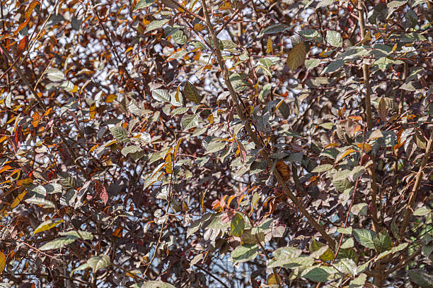 istock red-leafed plum tree, branches and leaves. Prunus cerasifera. Pissardii. 2245075680