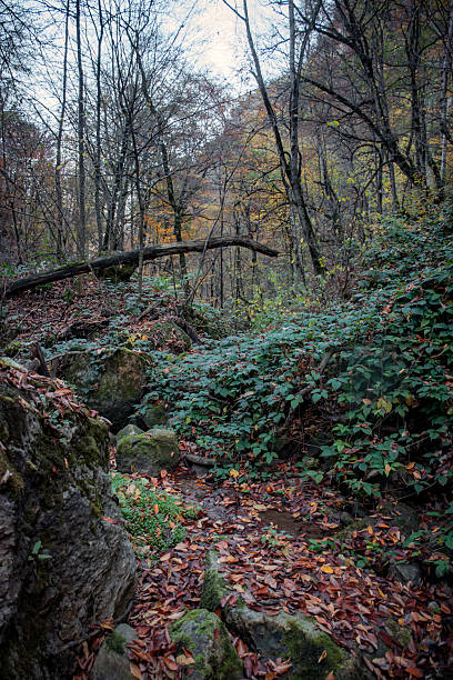 istock A beautiful magical forest in autumn. 2245075699