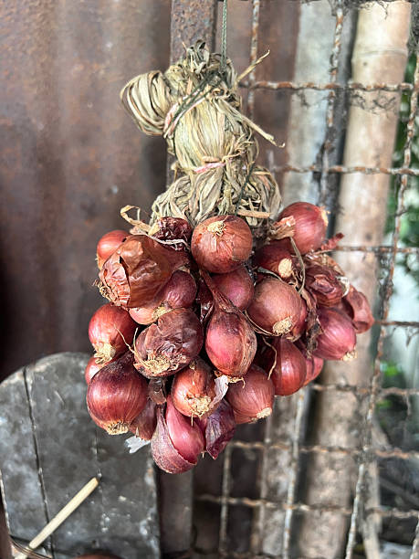 istock fresh red onions in the market 2245076077