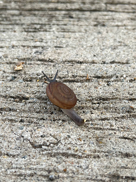 istock close up of brown snail on cement floor background. selective focus. 2245076944