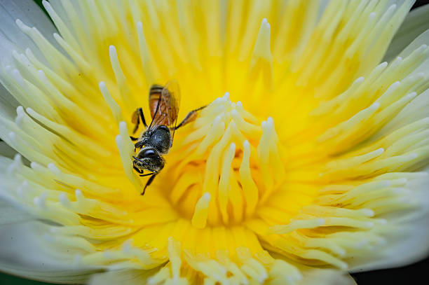 a bee wolking around white lotus with yellow pollens