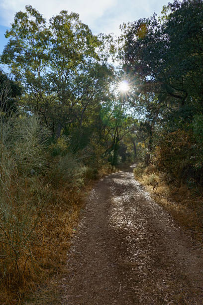 istock ronda,malaga,spain Forest path with sunburst through green trees 2245078424