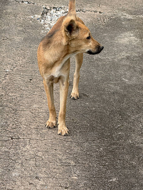 istock dog on the street 2245078506