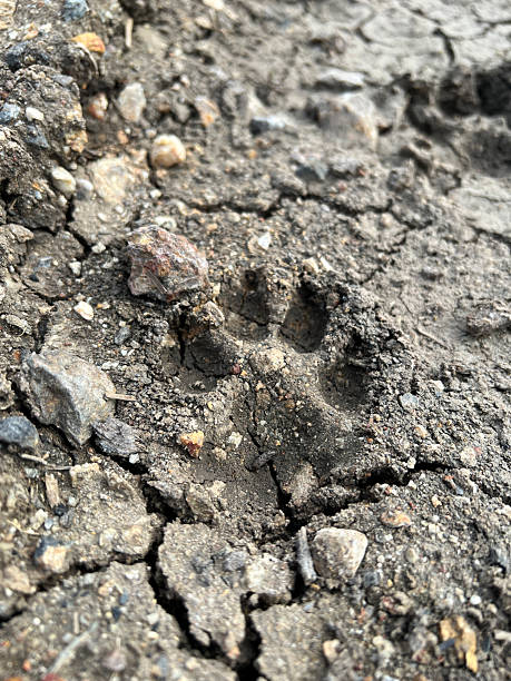 istock dog foot print on the ground 2245079522