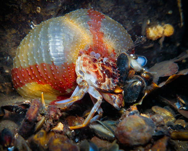 istock Sea anemone eating a crab 2245080392