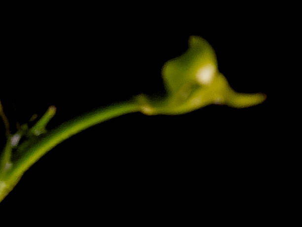 Abstract botanical image with a glowing bud and a green stem against a dark background.