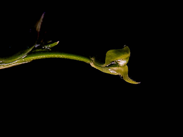 Isolated green plant stem with a unique leaf against a dark backdrop creating a surreal atmosphere.