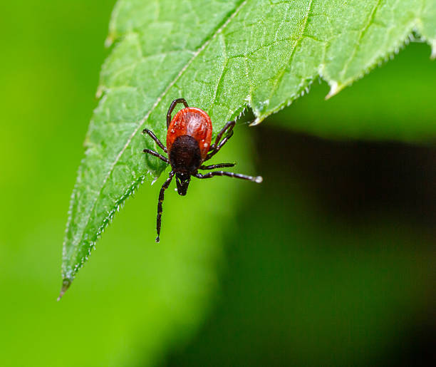 istock Close-up view of a tick resting on a green leaf under natural light in a forest setting during a warm afternoon 2245081261