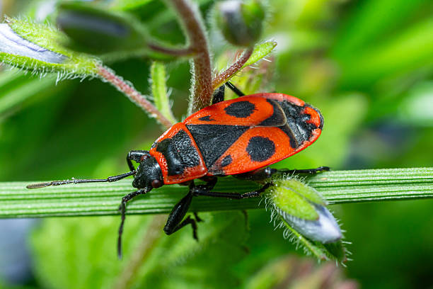 istock Brightly colored Pyrrhocoris apterus commonly known as the firebug perched on green foliage in a natural habitat during sunny spring weather 2245081415