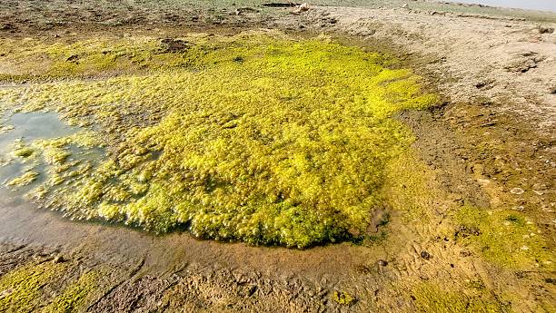 istock Vibrant Algae Growth Covering Moist Riverbed Showing Ecological Change 2245081486